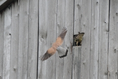 Turmfalke