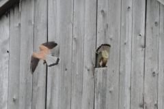 Turmfalke