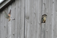 Turmfalke
