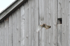 Turmfalke