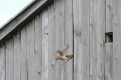 Turmfalke