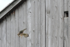 Turmfalke