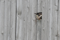 Turmfalke