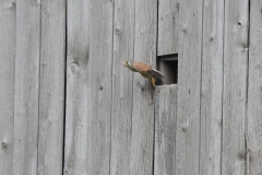Turmfalke