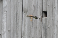 Turmfalke