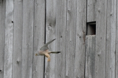 Turmfalke