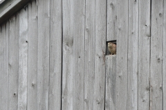 Turmfalke