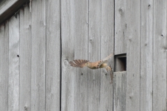 Turmfalke