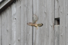 Turmfalke