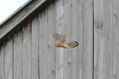 Turmfalke