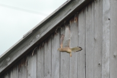 Turmfalke
