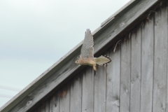 Turmfalke