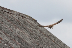 Turmfalke