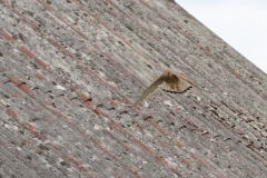 Turmfalke