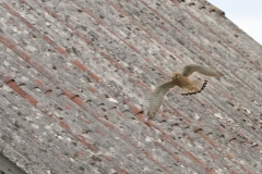 Turmfalke