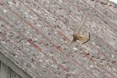 Turmfalke