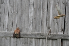 Turmfalke