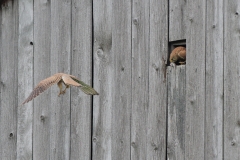 Turmfalke