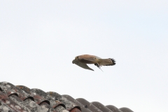 Turmfalke