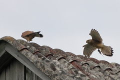 Turmfalke