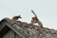 Turmfalke