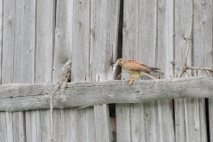 Turmfalke