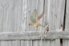 Turmfalke