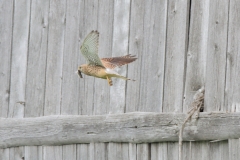 Turmfalke