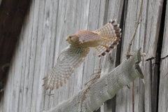 Turmfalke