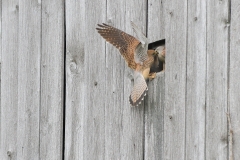 Turmfalke