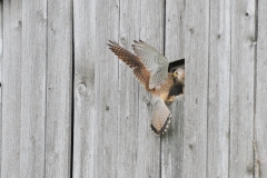Turmfalke