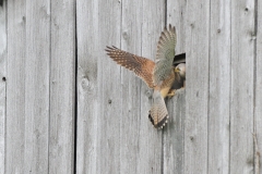 Turmfalke