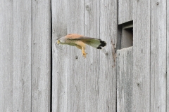 Turmfalke
