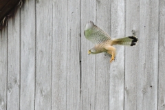 Turmfalke