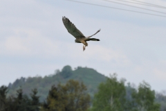 Turmfalke