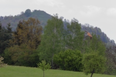 Turmfalke