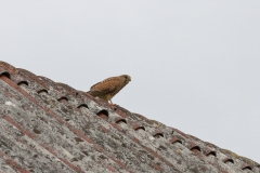 Turmfalke
