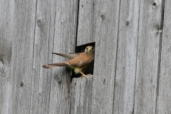 Turmfalke