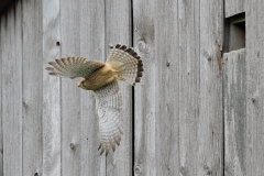 Turmfalke