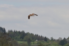 Turmfalke