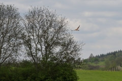 Turmfalke