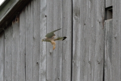 Turmfalke