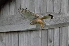 Turmfalke