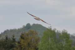 Turmfalke