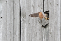Turmfalke