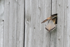 Turmfalke