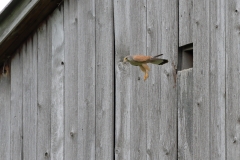 Turmfalke