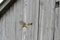 Turmfalke
