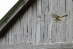 Turmfalke