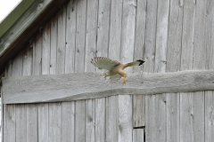 Turmfalke